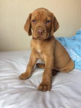 Vizsla Puppies - Microchipped, Flead And Wormed