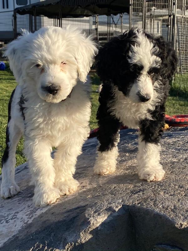 Portuguese Water Dog Puppies For Adoption Image eClassifieds4u