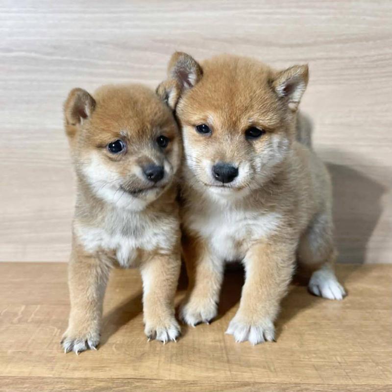 Shiba Inu Puppies 12 Weeks Old And Microchipped Image eClassifieds4u