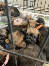 Border terrier puppies ready for loving homes...!!!
