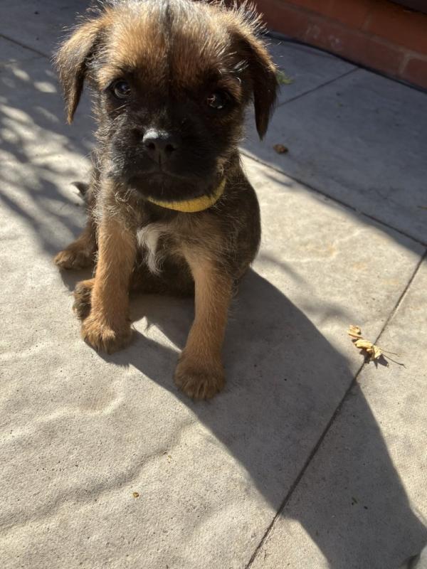 Border terrier puppies ready for loving homes...!!! Image eClassifieds4u