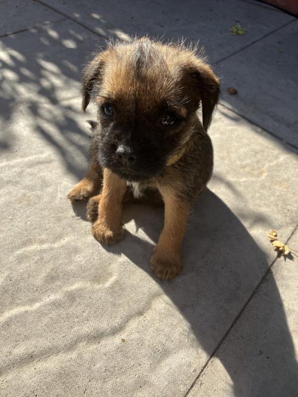 Border terrier puppies ready for loving homes...!!! Image eClassifieds4u