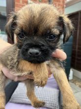 Border terrier puppies ready for loving homes...!!! Image eClassifieds4u 4
