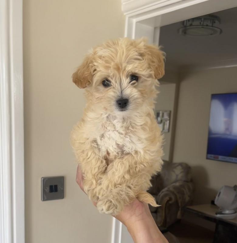 ⭐️ ⭐️Beautiful maltipoos ready to go ⭐️ ⭐️ Image eClassifieds4u