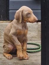 Kc registered DOBERMAN puppies available for loving homes..