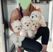 Adorable Bichon Frise puppies need loving homes