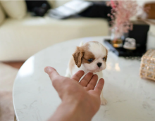 Adorable KC registered Cavalier King charles spaniel puppies