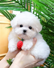 Beautiful Bichon frise puppies available