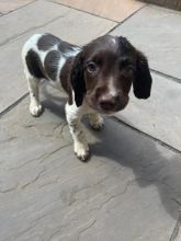 Beautiful English Springer Spaniel Puppies