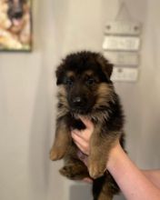 Beautiful healthy German shepherd puppies ready to go !!!