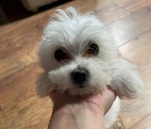 Beautiful maltese puppies ready for loving homes..