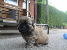Beautiful SHIH TZU puppies available for loving homes