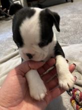 Boston Terrier Puppies - ready to leave