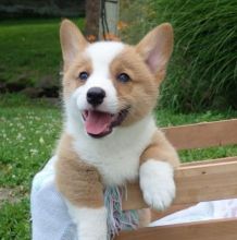 🟥🍁🟥CANADIAN PEMBROKE WELSH CORGI PUPPIES AVAILABLE