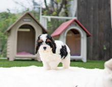 Cute Cavapoo Puppies