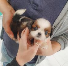 Fantastic litter of Shih Tzu puppies available