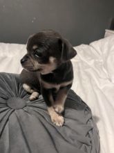 Full pedigree Chihuahua puppies in need of loving homes...!!!
