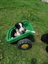 Gorgeous Border Collie puppies .