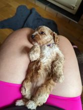Gorgeous cavapoo puppies ready for loving homes..