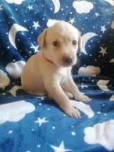 KC Registered Labrador Retriever Puppies ready now !!!!