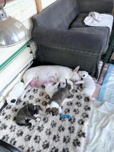Quality chunky bull terrier puppies