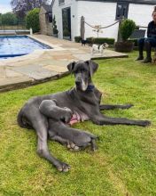 Quality Great Dane Pups ready for loving homes now..