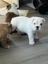 Kc Registered English Bulldog puppies