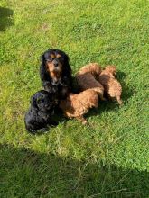 Stunning Cavapoo puppies ready for new homes..!!!