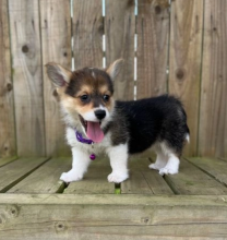 Welsh Pembrokeshire Corgis available