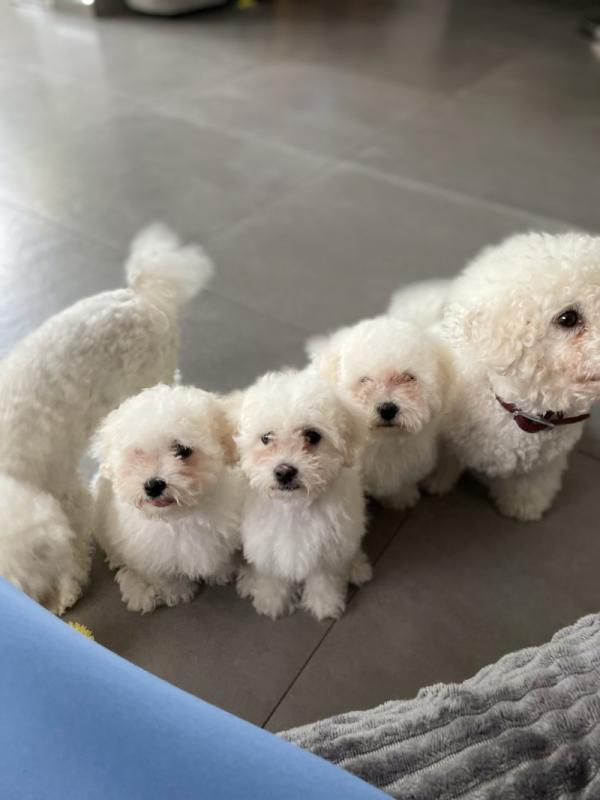Adorable Bichon Frise puppies need loving homes Image eClassifieds4u