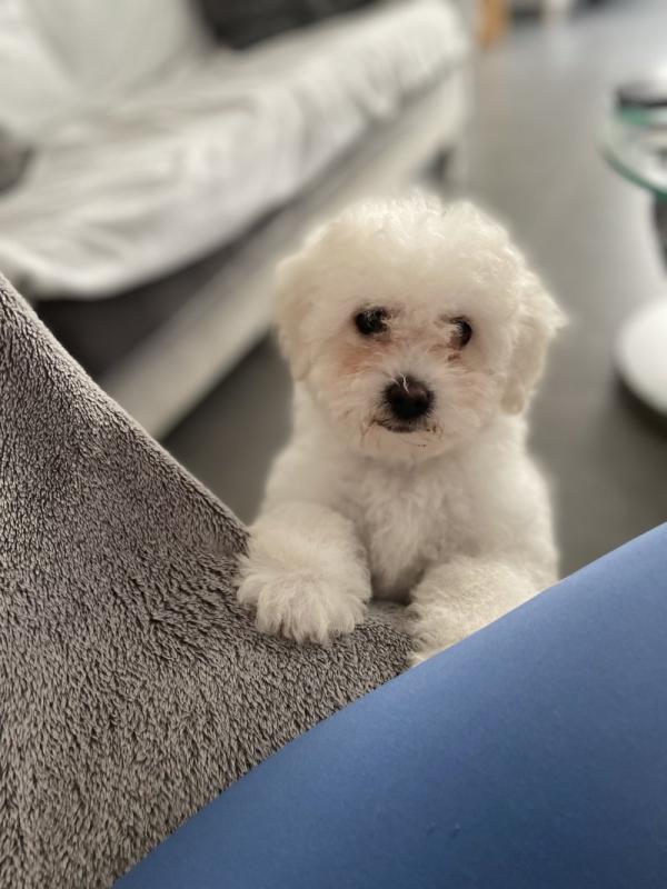 Adorable Bichon Frise puppies need loving homes Image eClassifieds4u