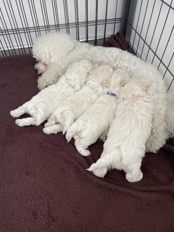 Adorable Bichon Frise puppies need loving homes Image eClassifieds4u