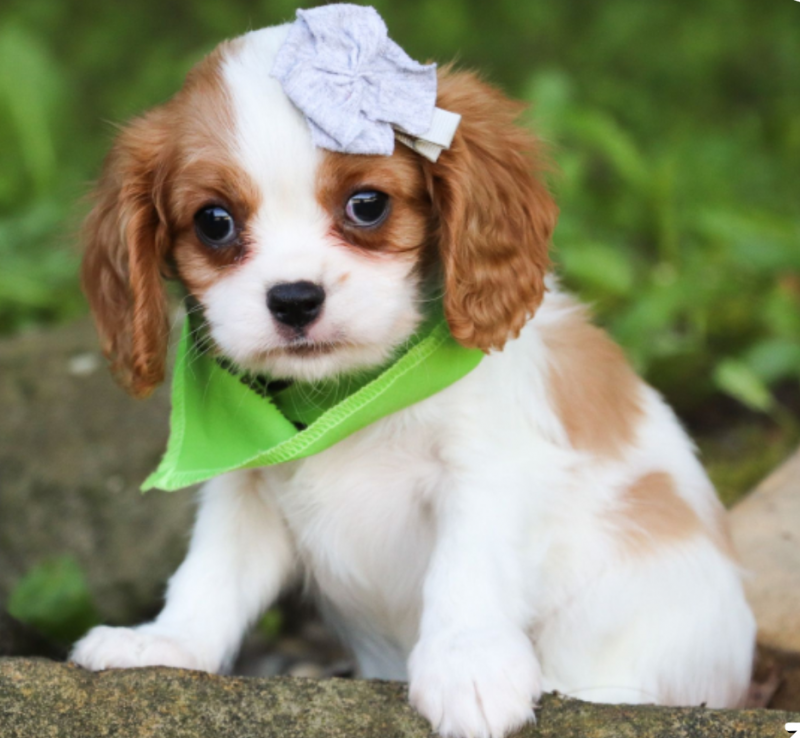 Adorable KC registered Cavalier King charles spaniel puppies Image eClassifieds4u