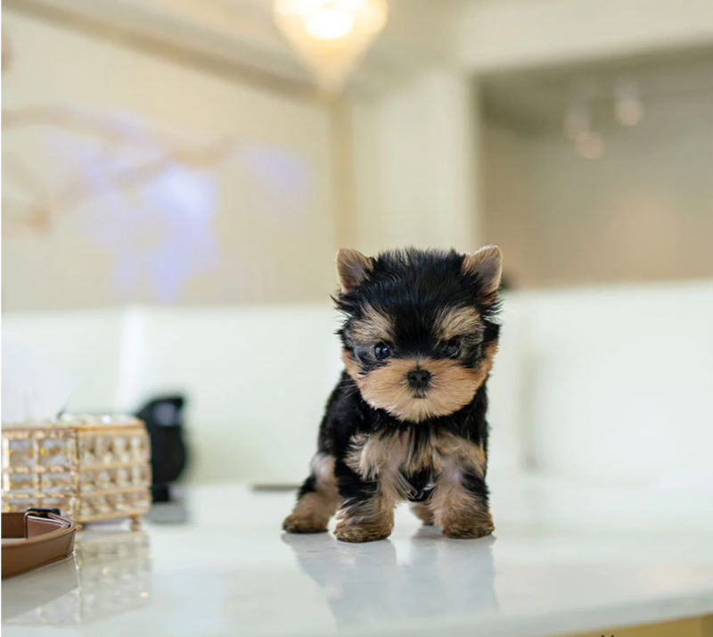 Amazing male and female teacup Yorkie puppies Image eClassifieds4u