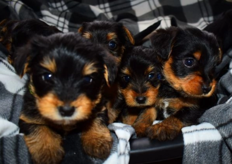 Amazing male and female teacup Yorkie puppies Image eClassifieds4u