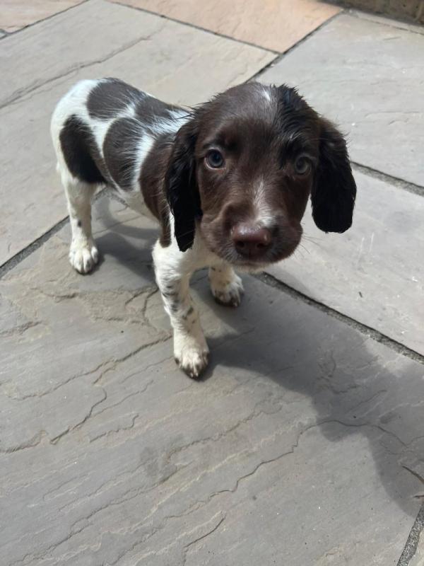 Beautiful English Springer Spaniel Puppies Image eClassifieds4u