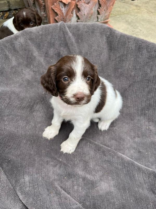 Beautiful English Springer Spaniel Puppies Image eClassifieds4u