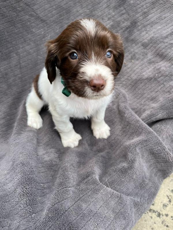 Beautiful English Springer Spaniel Puppies Image eClassifieds4u