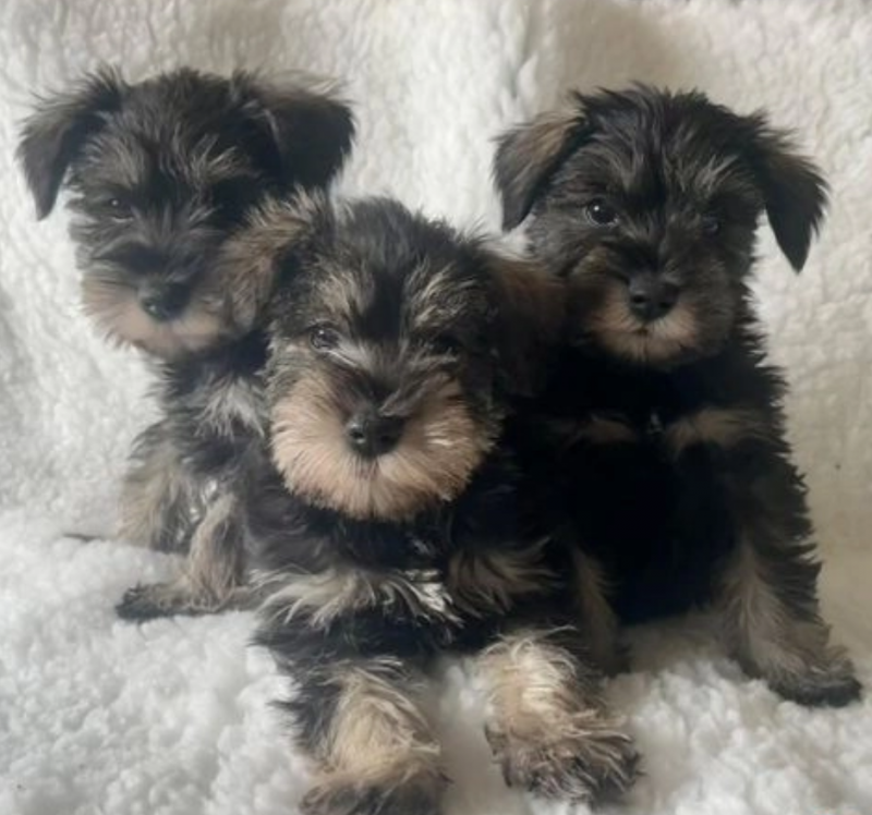 Beautiful miniature schnauzer puppies Image eClassifieds4u