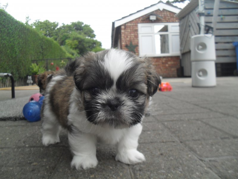 Beautiful SHIH TZU puppies available for loving homes Image eClassifieds4u