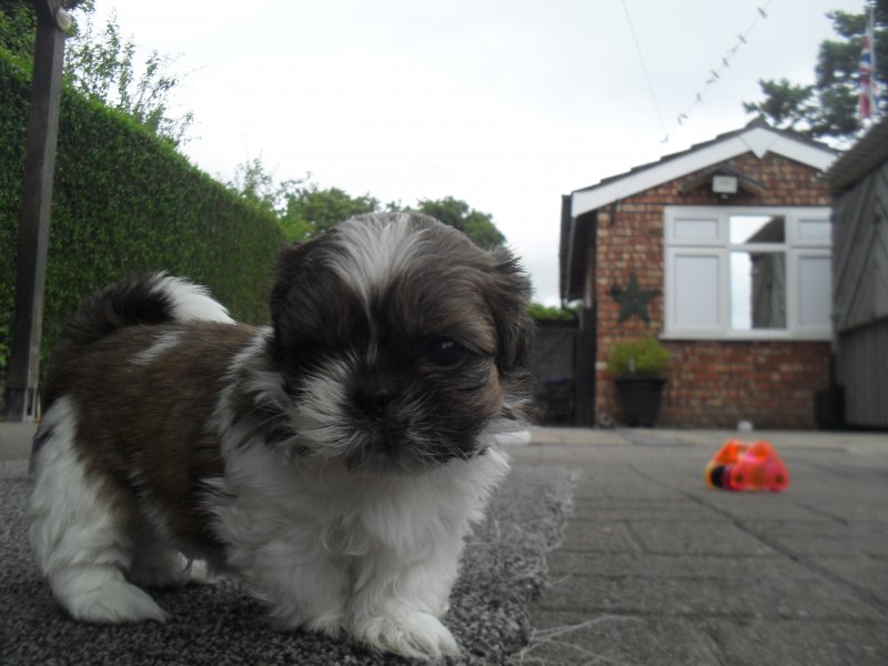 Beautiful SHIH TZU puppies available for loving homes Image eClassifieds4u