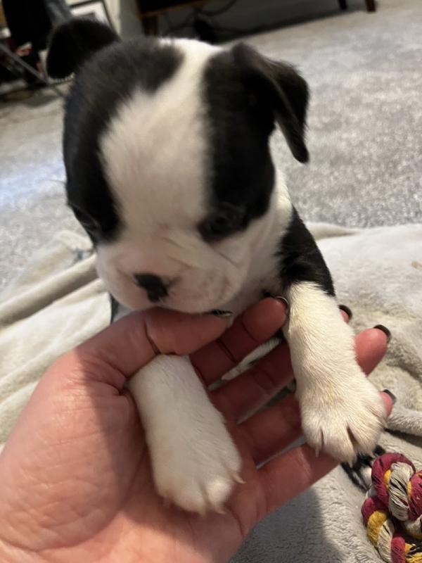 Boston Terrier Puppies - ready to leave Image eClassifieds4u