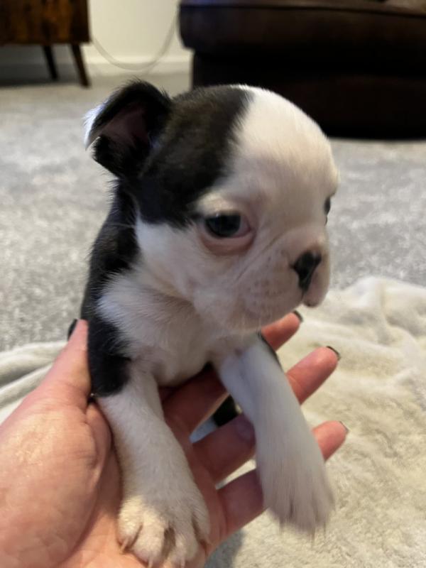 Boston Terrier Puppies - ready to leave Image eClassifieds4u