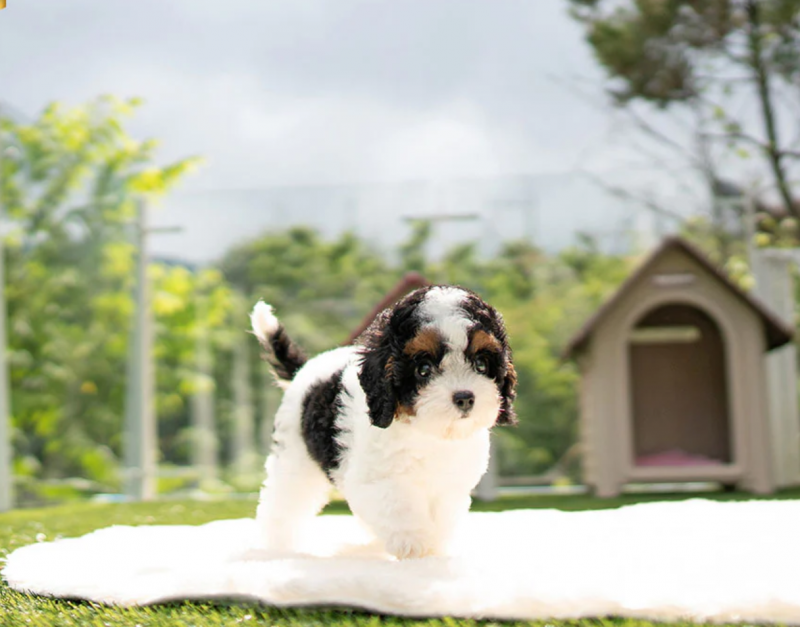 Cute Cavapoo Puppies Image eClassifieds4u