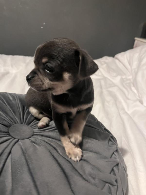 Full pedigree Chihuahua puppies in need of loving homes...!!! Image eClassifieds4u
