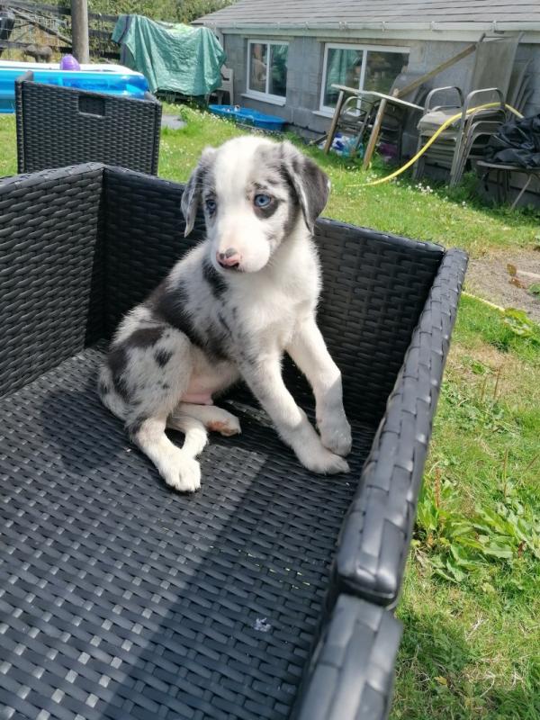 Gorgeous Border Collie puppies . Image eClassifieds4u