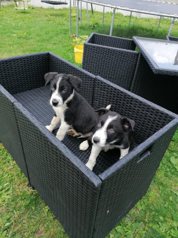 Gorgeous Border Collie puppies . Image eClassifieds4u