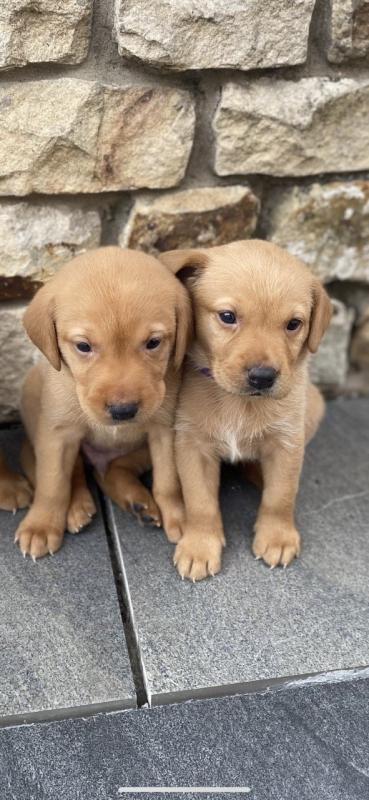 Labrador Retriever puppies ready now Image eClassifieds4u