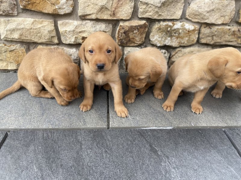 Labrador Retriever puppies ready now Image eClassifieds4u