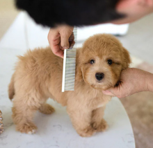 Goldendoodle puppies for sale Image eClassifieds4u 3
